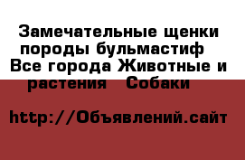 Замечательные щенки породы бульмастиф - Все города Животные и растения » Собаки   